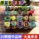 20 Potc Color Fang, обозначенные сорта