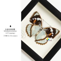 Участие белого пятна бабочка Mimathyma Schrenckii 76-89 мм Китай Ляонинг, Китай