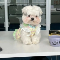 Ins Pet Spring и летний кружев