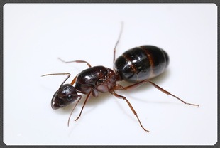 Турконотус муравей домашнее животное муравей гнездо рубец Zi Ant Pavilion Living Body