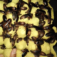 杜比亚 Живые личинки таракана Achibolia, различные спецификации ящерицы Арована Живая корма и размножение