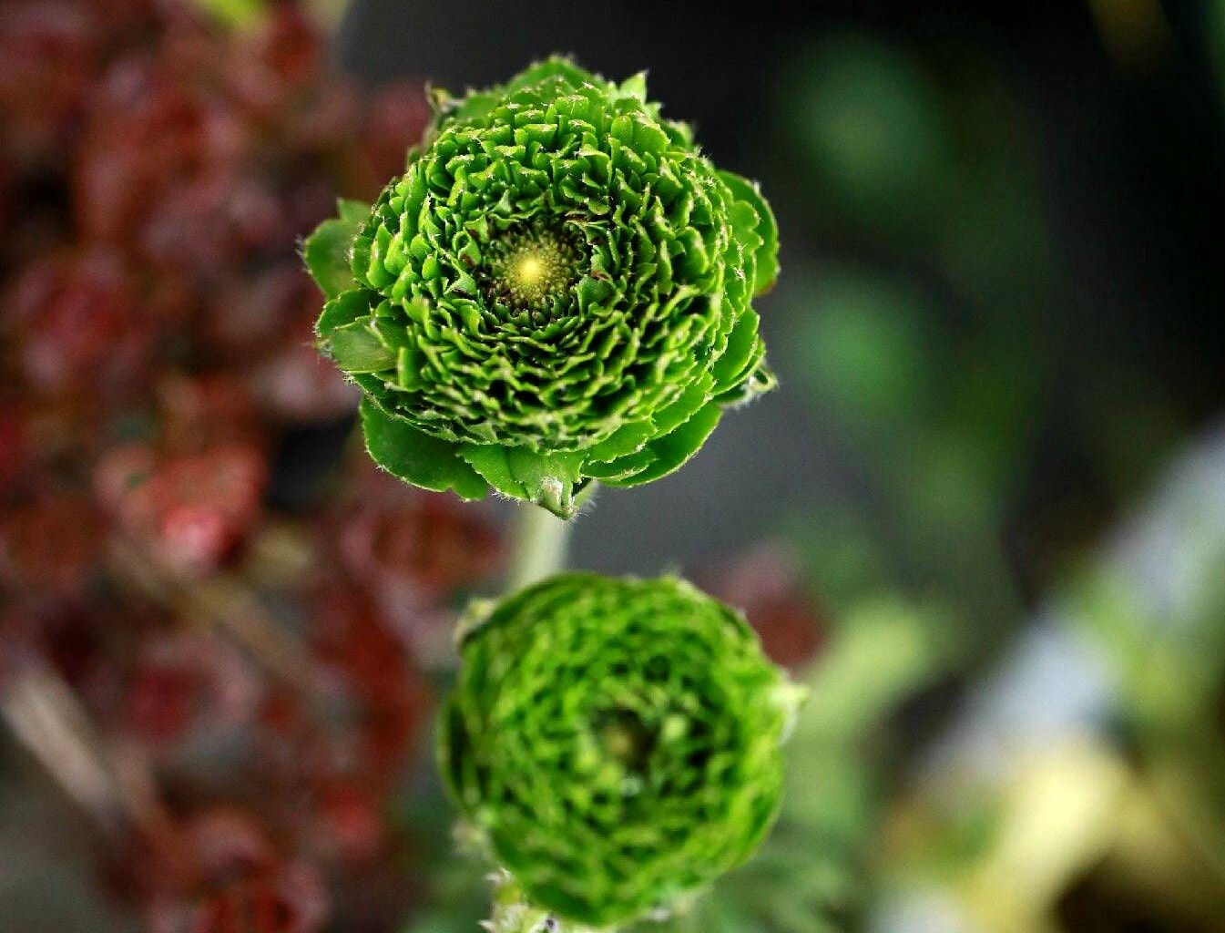 春播注意一大波球根花卉向你靠近