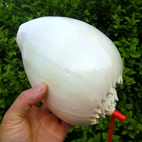 Золотая улитка номер 17 см