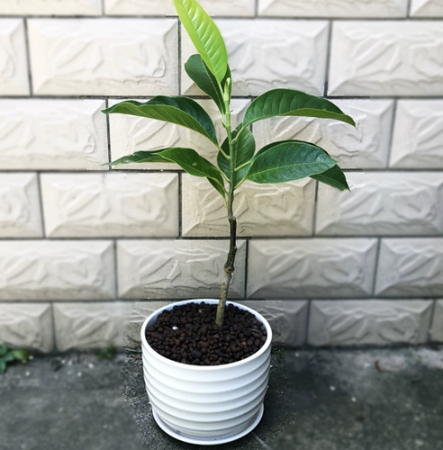 Белый магнолия белый бассейн в горшках саженцы бонсай