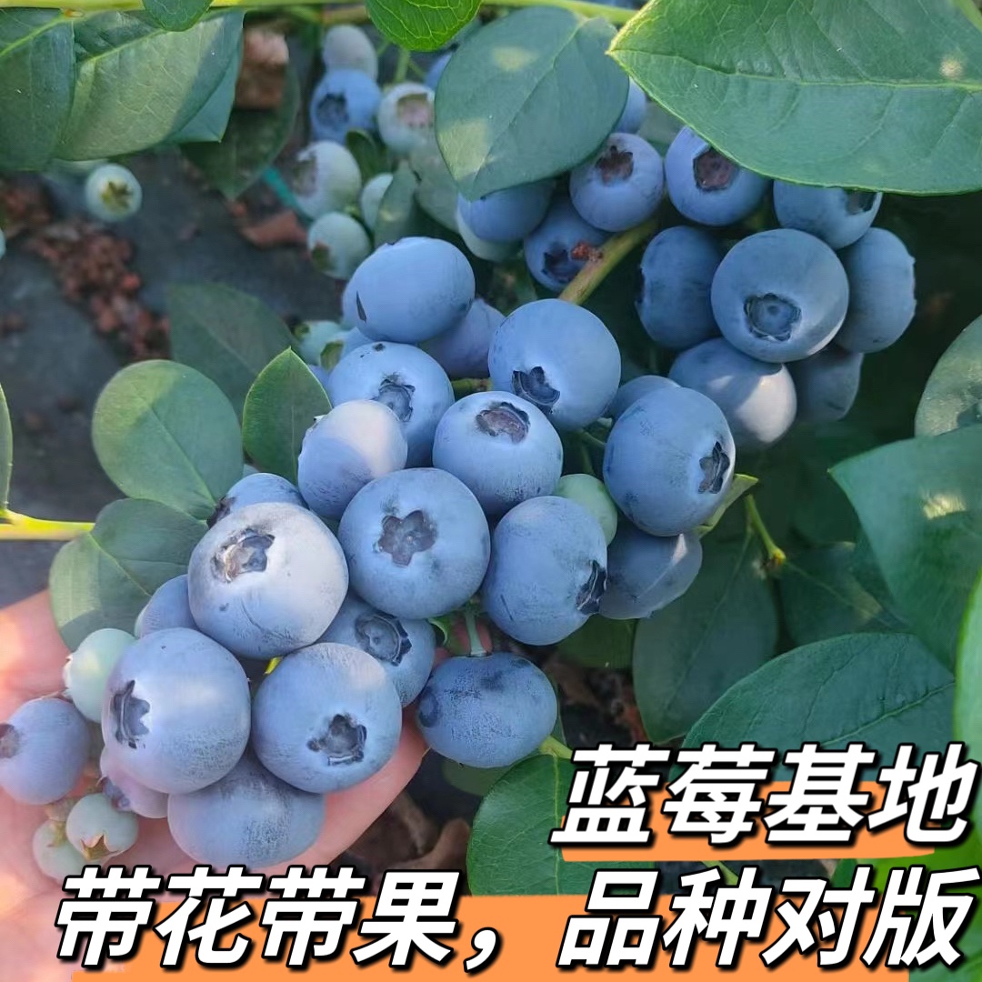 蓝莓苗_泰安__水果种苗-食品商务网