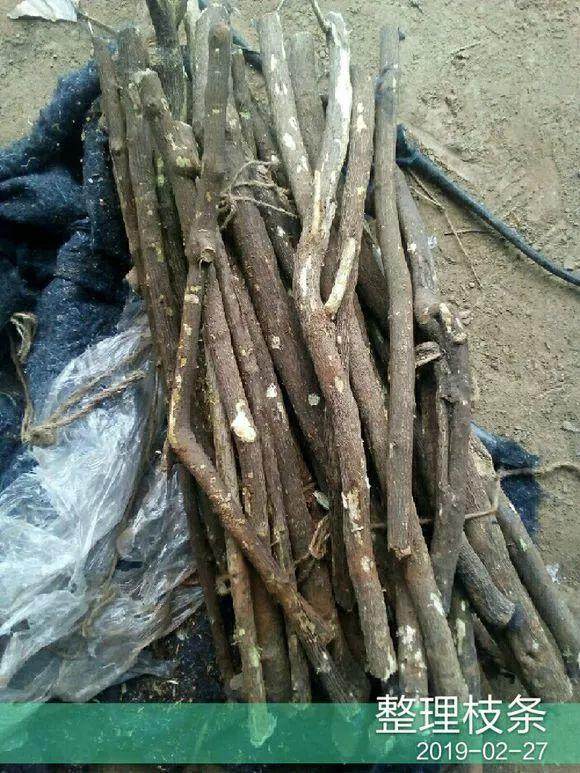 这花掰根大粗枝土里一插就生根出老桩