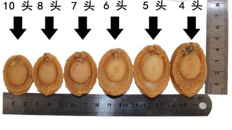 四大海味之首干鲍鱼的挑选技巧
