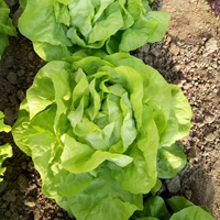 Около тысячи маслянистого салата