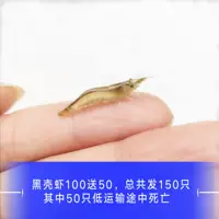 Черная раковина 100 Получите 50 свободных потерь