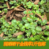 Sichuan Fresh Golden Cao Guang Money Grass Dry Dry Dry Grand Leaf Money трава сухой камень чай пересечение 500 г