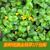 Sichuan Fresh Golden Cao Guang Guang Money трава сухой свежесть, большая день, сушеная каменная чай