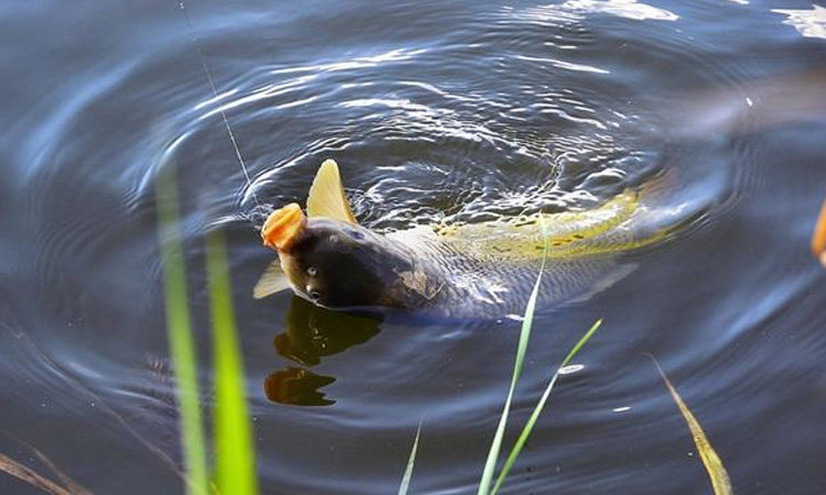 来做钓,因为我们得迁就鱼,你说你不换,我就这么钓也行,也可能会上鱼