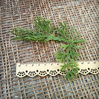 Почувствовать зеленую сосну