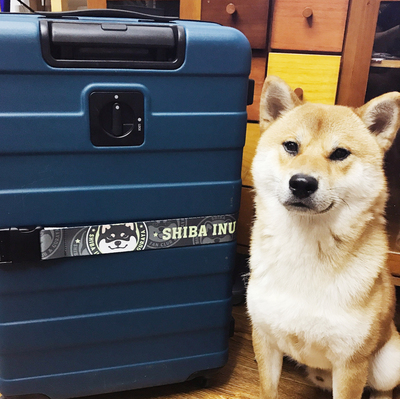 taobao agent Cangwa original Shiba Inu luggage with cartoon Shiba Inu surrounding dogs spot
