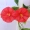 Mô phỏng buổi sáng vinh quang hoa loa kèn hoa giả hoa mây điều hòa không khí bao gồm ống nước trang trí cây nho - Hoa nhân tạo / Cây / Trái cây