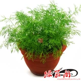 Резка семян семян тмина приправить во дворе двора в горшках.