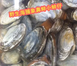 Свежие носовые мидии, морепродукты водные слоны, мидии, дикий слон нос слоны 500G