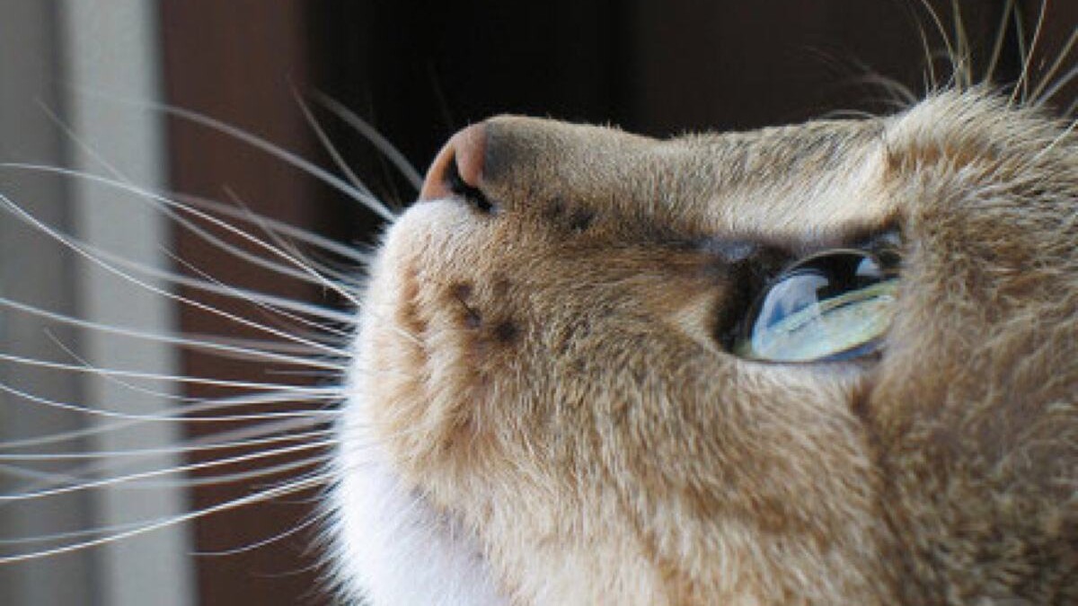 猫其实是一种对人依赖性很强的动物,所谓高冷和懒得理你,这些都是误解