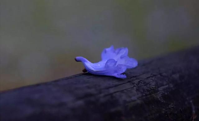 神奇！全世界的紫色都聚集到了这里！67