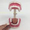 Two times large teeth (teeth can be dismantled with tongue)