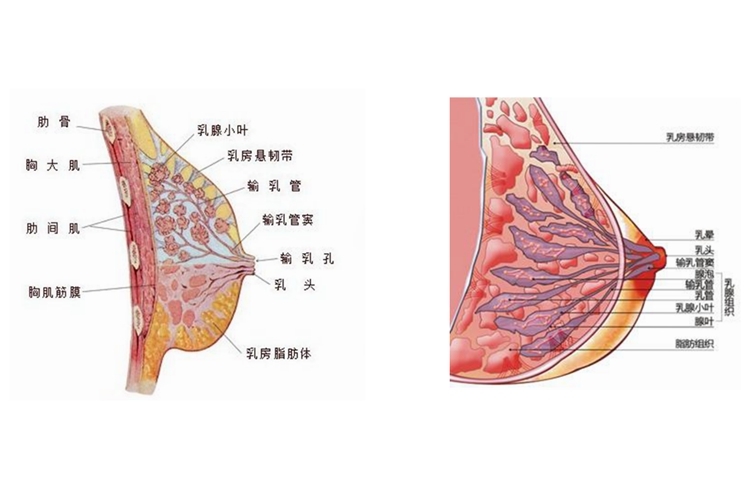乳房的四大区域及症状图片