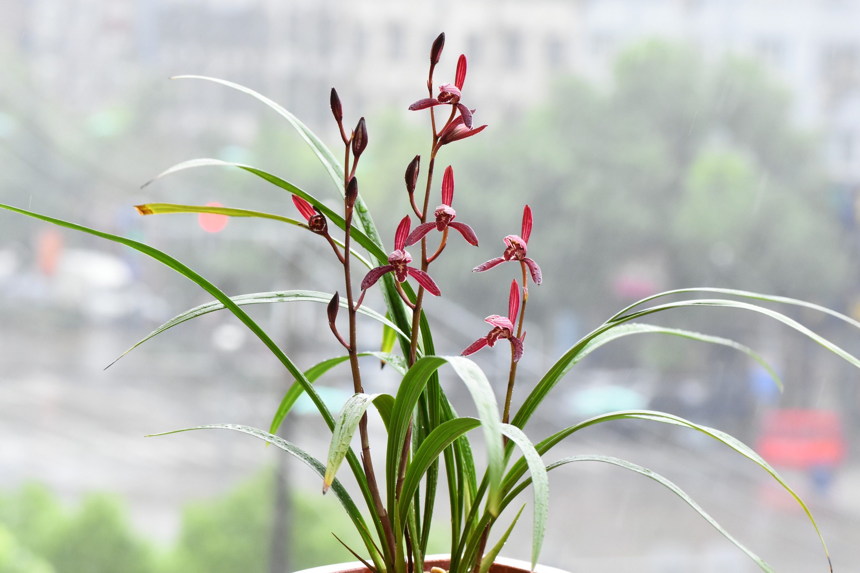 兰花夏季养护分主次抽箭开花有层次