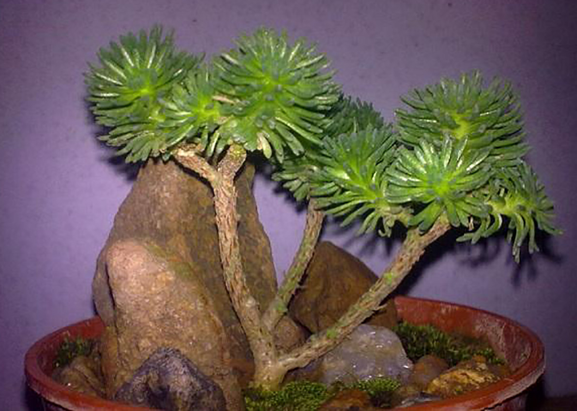 葱郁苍翠的多肉小松绿一盆天然的盆景