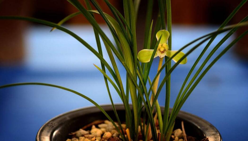 蘭花分盆後多久能施肥