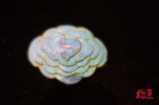 аксессуары для волос 【缀百裘-大雅美学】清代点翠软翠帽花发饰，翠鸟羽毛，古董