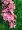 Cỏ nhân tạo với hoa trong nhà giả cỏ xanh cây cỏ cao mã hóa ban công trang trí sân cỏ mô phỏng cỏ - Hoa nhân tạo / Cây / Trái cây