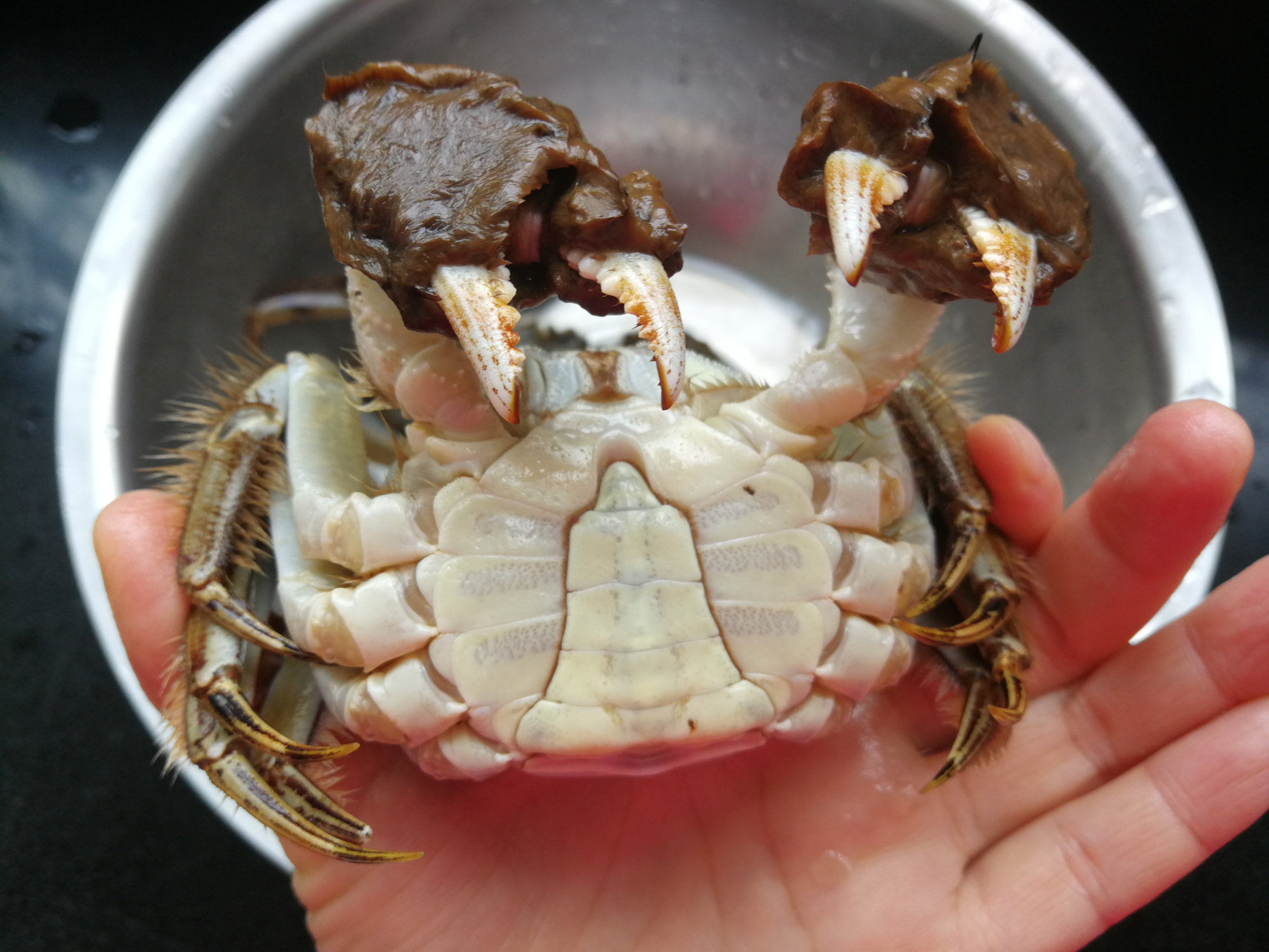 清蒸螃蟹有门道掌握这5点蟹肉鲜嫩