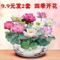 Миска лотос гидропонный растение четыре сезона цветущие мини -внутренние цветочные горшечные растения.