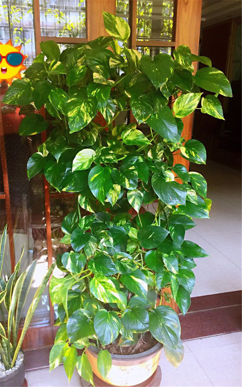 冬季绿萝老黄叶?这样处理,蹭蹭爬墙!