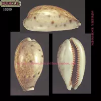 Раковина (одна картинка и один объект) 4,6 см Bobo Bao Snail Natural Explion Collection 10200 10200