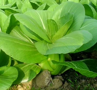 600 зелень в Шанхае