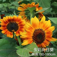 Красочные капсулы подсолнечника 100