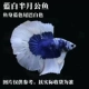 Голубая бабочка + аквариум + рыбная корма