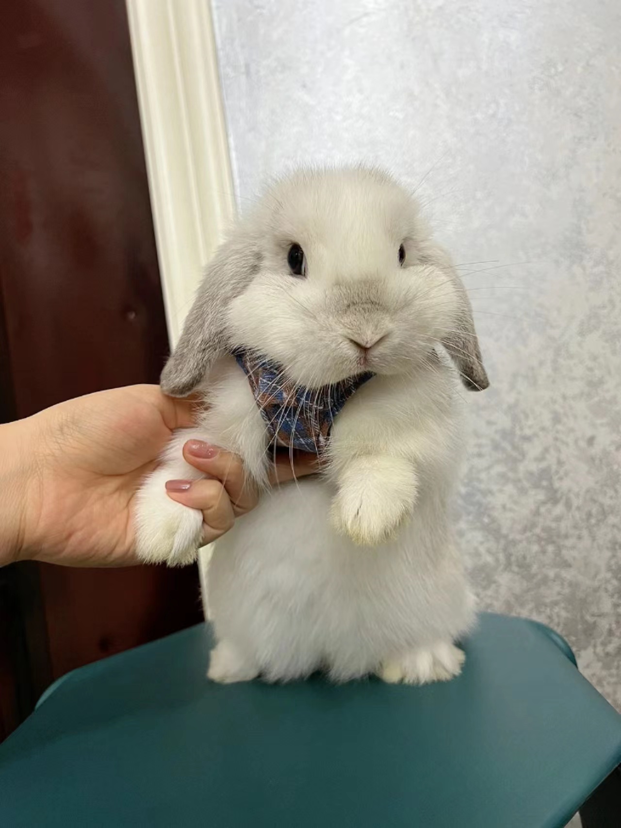 荷兰垂耳兔唯美动物摄影图片 -桌面天下（Desktx.com）