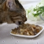 Nike ướt thực phẩm Pet Cát đóng hộp 100g * 2 trẻ mèo thực phẩm 1-4 tháng mèo thực phẩm đồ ăn nhẹ tươi thực phẩm tươi thức ăn mèo royal canin