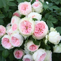 Sirius Rose Porch Volleybone Элегантные цветы
