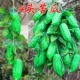 Momordica Charantia