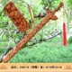 100см пинг меч (подлинный кондор персиковой дерево)