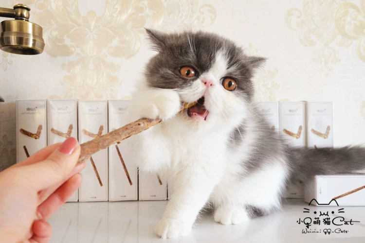 Meow cổ tích trẻ em 10 miếng gỗ Tian Liao gửi mèo lá bạc hà Polygonum que đồ ăn nhẹ mèo cung cấp mèo răng hàm thanh răng sạch - Đồ ăn nhẹ cho mèo