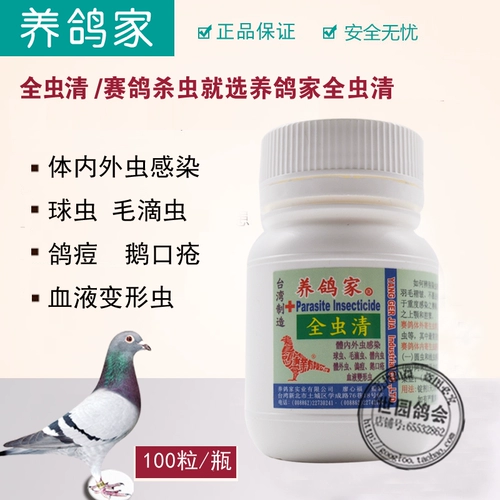 Голубь Тайвань