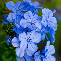Летняя жара -Устойчивый солнце -резистентный бассейн цветок синий снежный снелок Большие саженцы Лоллипоп лазание по борьбе с лозы