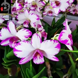 Four Seasons Long Flower [Япония Pour Dendrobium dendrobium] импортная дендробиум орхидея 3.5 -дюймовый цветочный меч