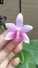 Товары от 广州花无缺有限公司