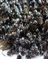 Черный муравей Чанбайский черный муравей после черного прохождения всего специального предложения Ant Бесплатная доставка