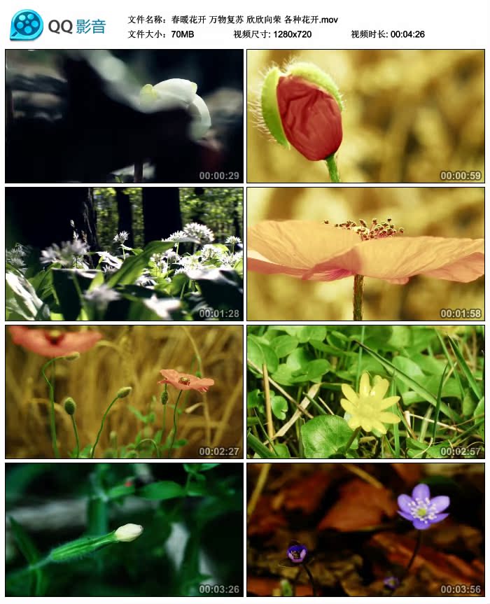 春暖花开 万物复苏 欣欣向荣 各种花开 实拍大自然视频素材