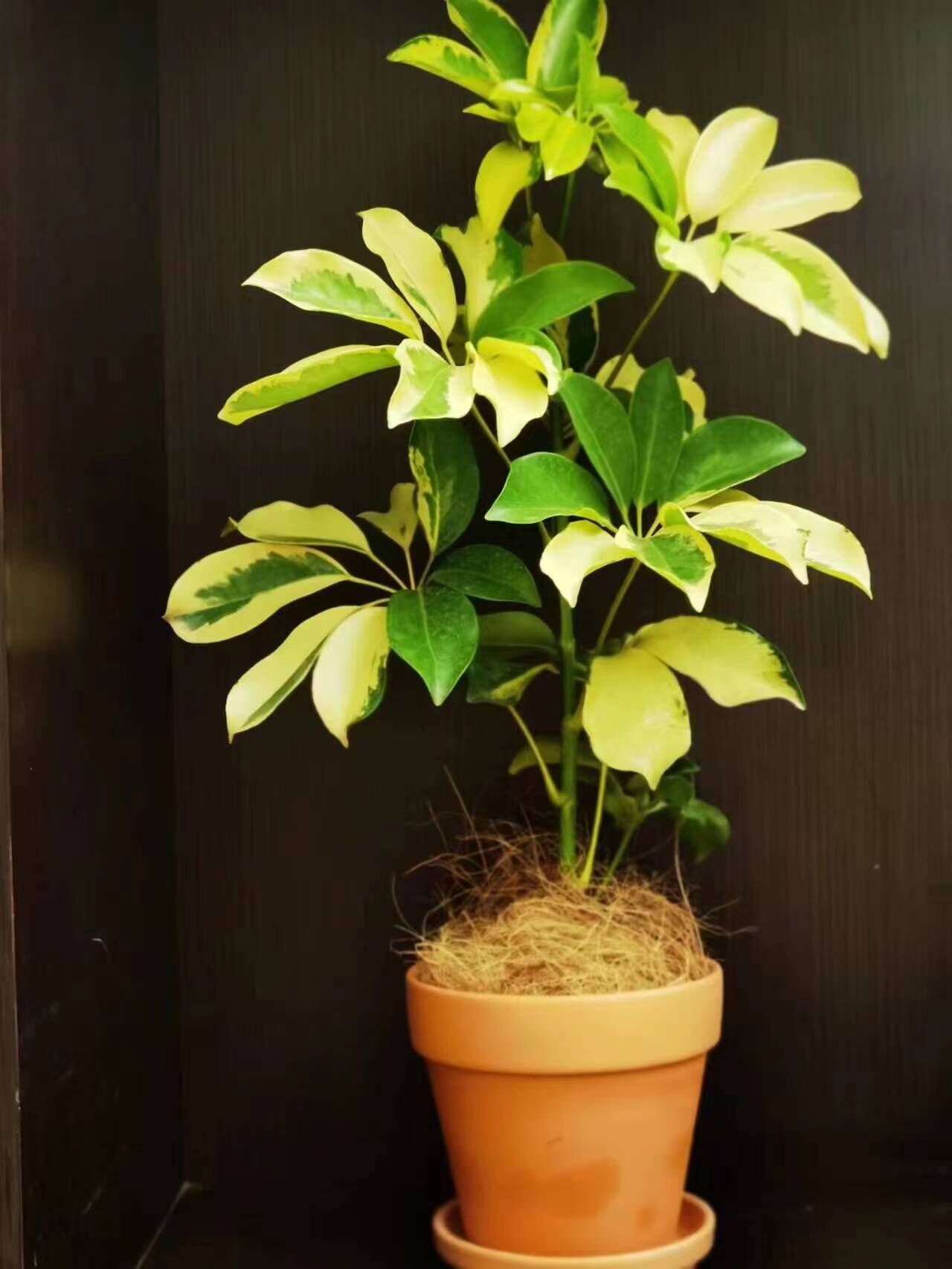 鸭脚木袋苗杯苗鹅掌财盆栽室内植物七叶莲八方来财绿植净化空气-阿里巴巴